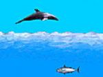 Game"Dolphin"